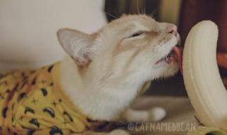 猫能吃桃吗 猫能不能吃香蕉
